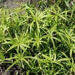 Cyperus laxus Yeri