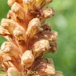 Orobanche laserpitii-sileris Fruit