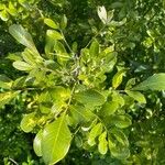 Dermatophyllum secundiflorum Leaf