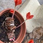 Haemanthus coccineus Floare