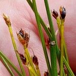 Trichophorum cespitosum Fruit