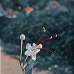Volkameria inermis Flower