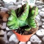 Euphorbia lactea Lapas