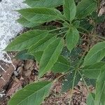 Tabebuia roseaبرگ