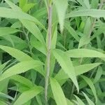 Solidago gigantea Blatt