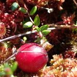 Vaccinium microcarpum Frucht