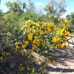 Cytisus spinosus Blomma