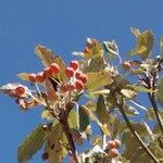 Aria edulis Fruit