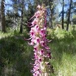 Pedicularis groenlandica 整株植物