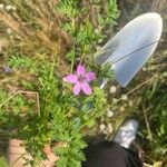 Erodium aethiopicum फूल