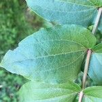 Coriaria ruscifolia Лист