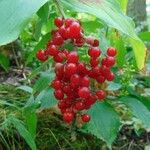 Maianthemum racemosum Frucht