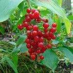 Maianthemum racemosum Ffrwyth