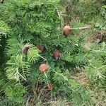 Vachellia drepanolobium Fulla