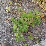 Ageratina altissima Yaprak