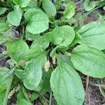 Plantago majorList