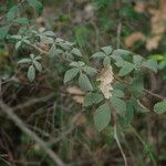 Rubus canescens 形態