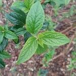 Buddleja lindleyana Fuelha