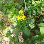 Barleria prionitis Floare