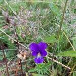 Viola luteaFlower