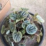 Peperomia caperataLeaf