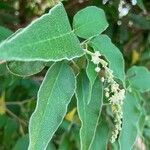 Croton flavens Flower