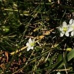 Sagina glabra Flor