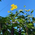 Helianthus giganteusCvet