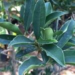 Ilex mitis Blad