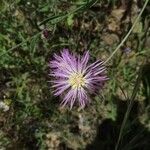 Volutaria muricata Fula