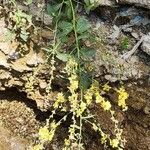 Verbascum cheiranthifolium Costuma