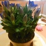 Gentiana septemfida عادت داشتن