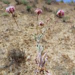 Eriogonum angulosum Staniste