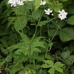 Ranunculus platanifolius Mosusu