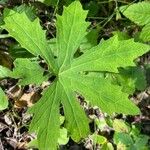 Petasites frigidus Blad