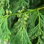 Thuja standishii फल