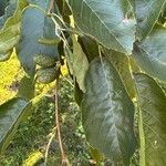 Alnus japonica পাতা