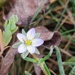 Spergularia mediaFlower