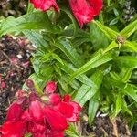 Penstemon hartwegii Yaprak