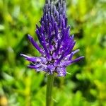 Phyteuma betonicifolium Flor