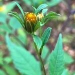 Bidens frondosaFleur