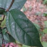 Clerodendrum umbellatum Leaf