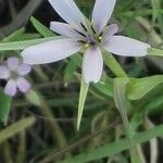 Geropogon hybridus Blüte