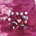 Roemeria hybrida Flor