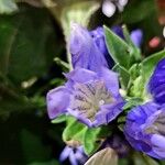 Gentiana pneumonantheКвітка