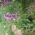 Pedicularis rostratospicata 花