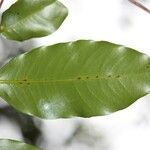 Syzygium cordemoyi Hoja