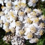 Achillea nobilis 花