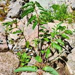 Sanguisorba canadensis Elinympäristö