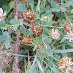 Trifolium fragiferum ᱵᱟᱦᱟ